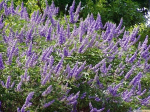 hyssop seeds