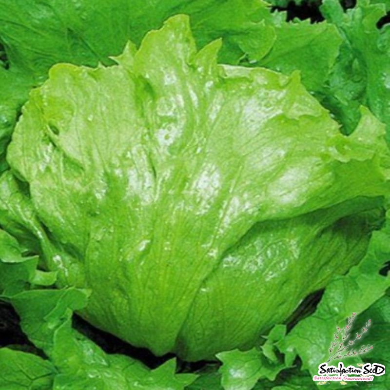 iceberg lettuce seeds