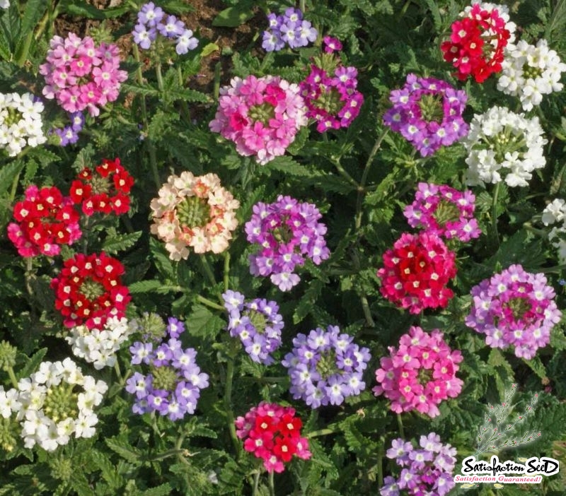 ideal florist mix verbena seeds