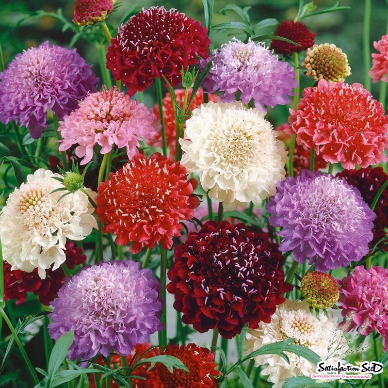 imperial pincushion mix scabiosa seeds