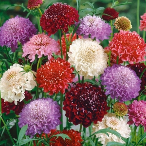 imperial pincushion mix scabiosa seeds