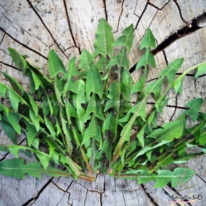 italian dandelion seeds