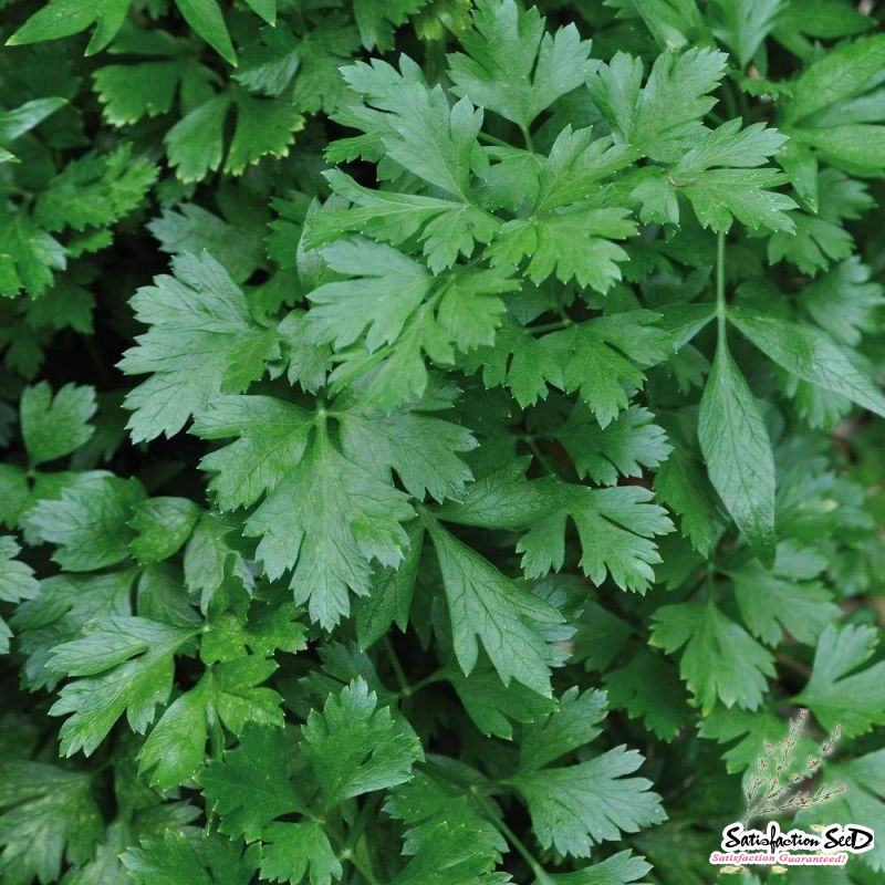 italian giant plain parsley seeds