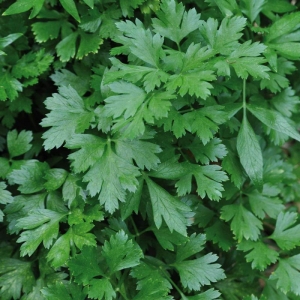 italian giant plain parsley seeds