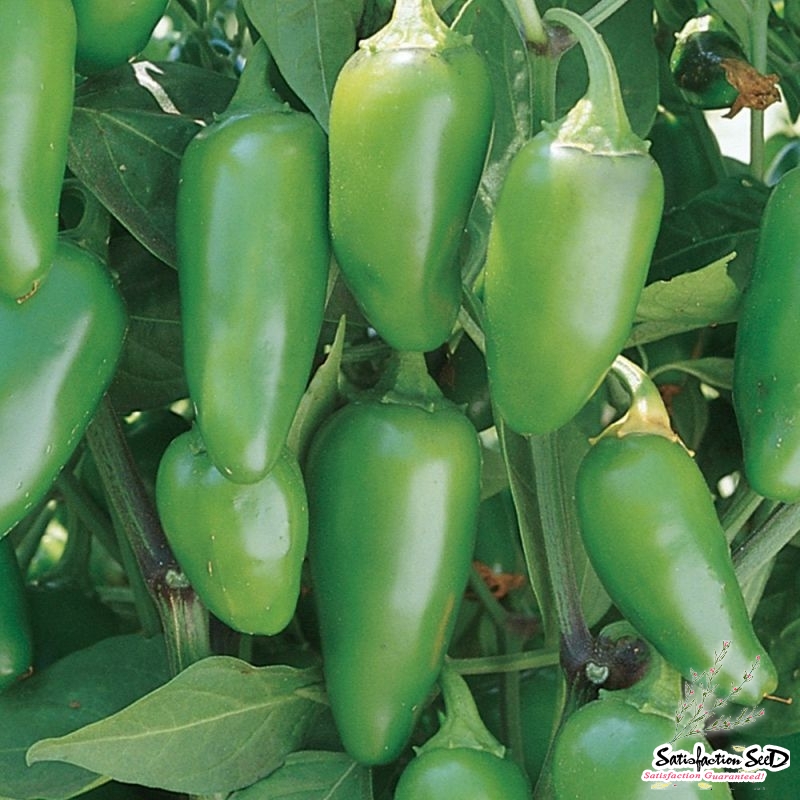 jalapeno hot pepper seeds