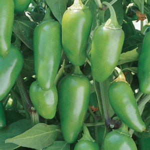 jalapeno hot pepper seeds