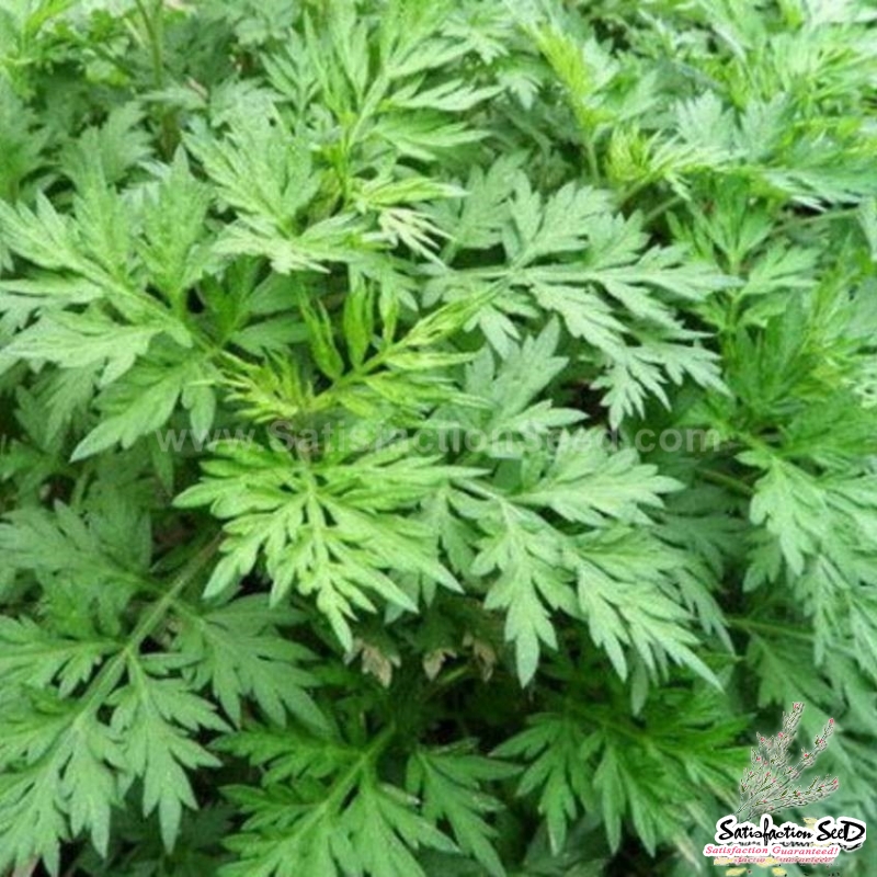 japanese mugwort seeds