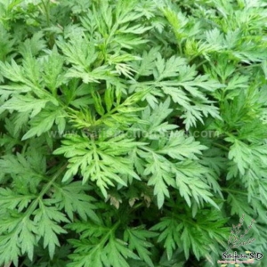 japanese mugwort seeds