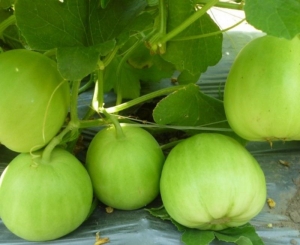 japanese sweet green melon seeds