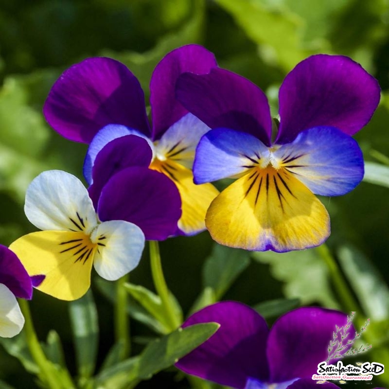 johnny jump up pansy seeds