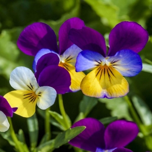 johnny jump up pansy seeds