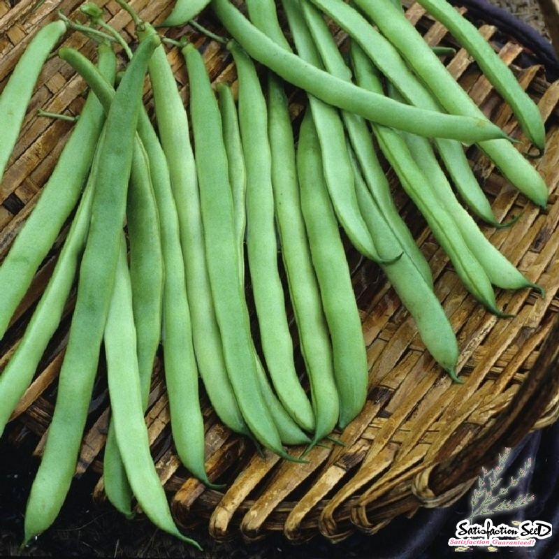 kentucky bush bean seeds