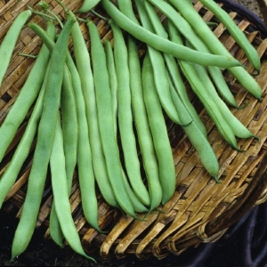 kentucky bush bean seeds