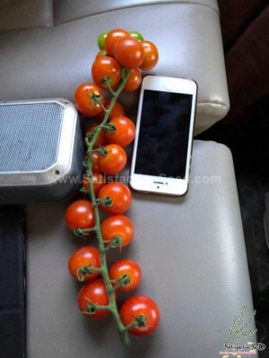 king f1 cherry tomato seeds