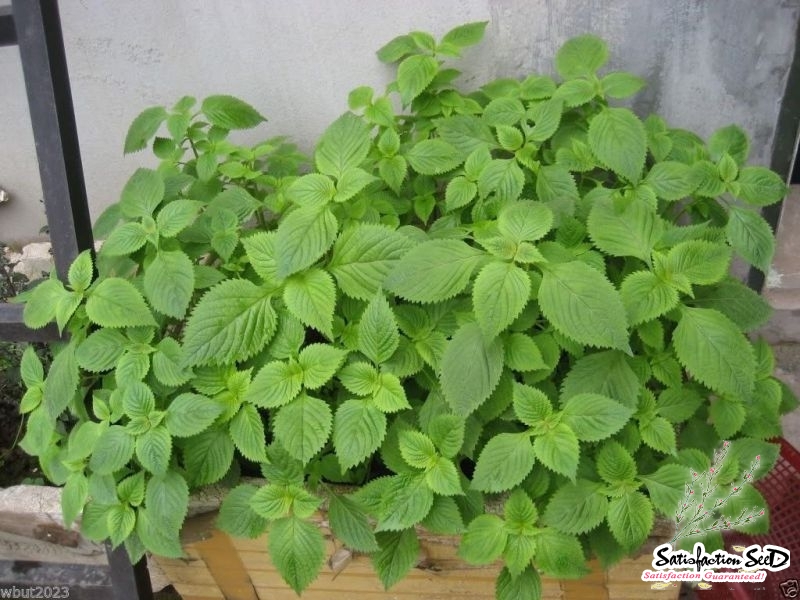 kinh gioi vietnamese mint balm seeds