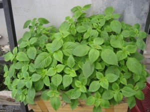 kinh gioi vietnamese mint balm seeds