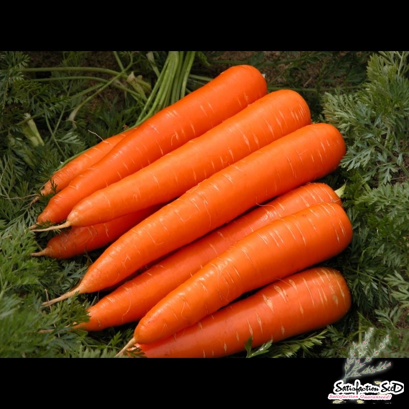 kuroda carrot seeds