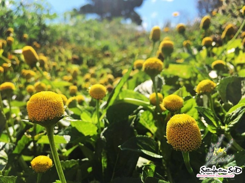 lemon drops spilanthes seeds