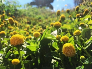 lemon drops spilanthes seeds