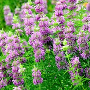 lemon mint seeds