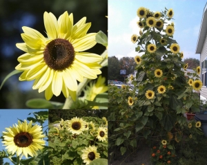 lemon queen branching sunflower seeds