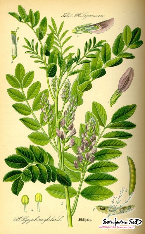 licorice seeds