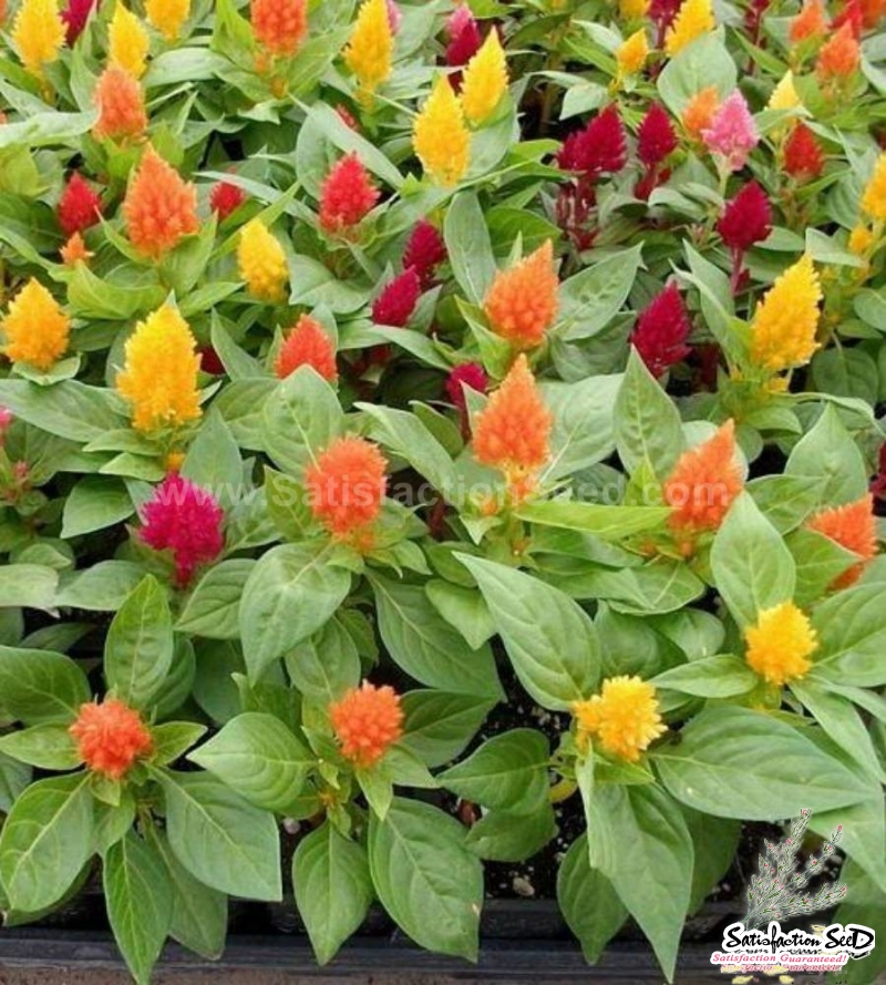 lilliput mix dwarf plume celosia seeds