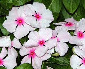 little bright eyes vinca periwinkle seeds