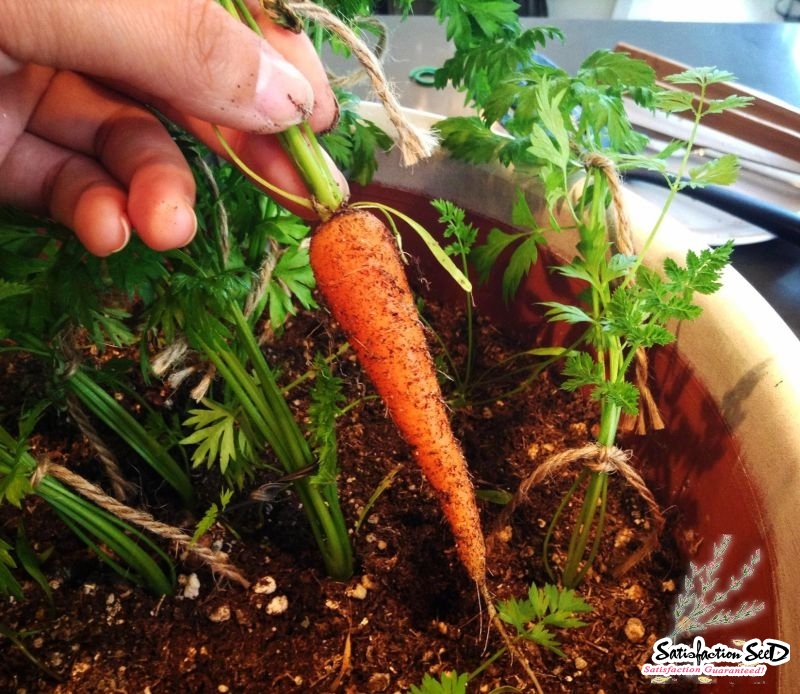 little finger carrot seeds