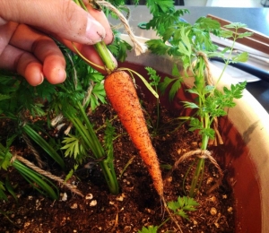 little finger carrot seeds
