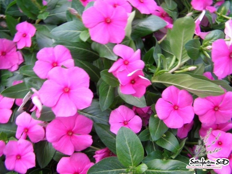 little pink vinca periwinkle seeds