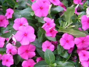 little pink vinca periwinkle seeds