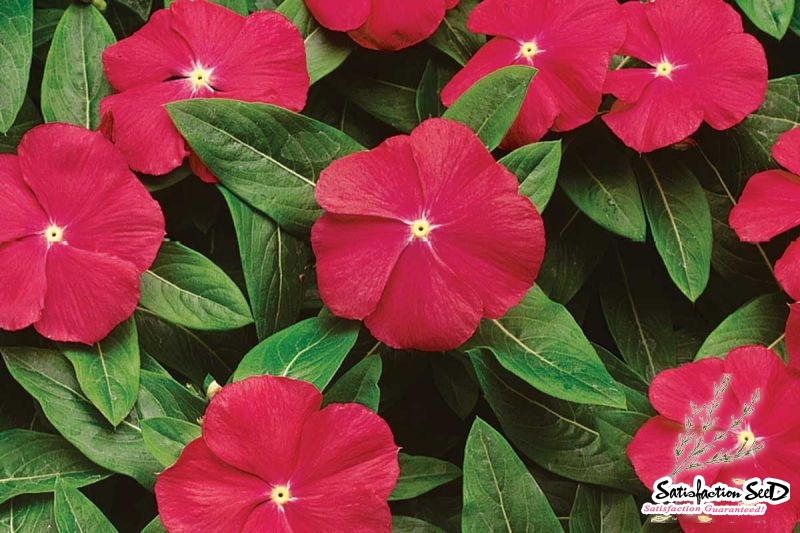 little rose vinca periwinkle seeds