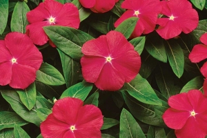 little rose vinca periwinkle seeds