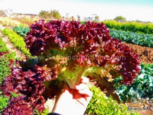 lollo rosa lettuce seeds