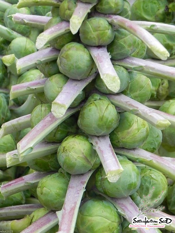 long island brussels sprouts seeds