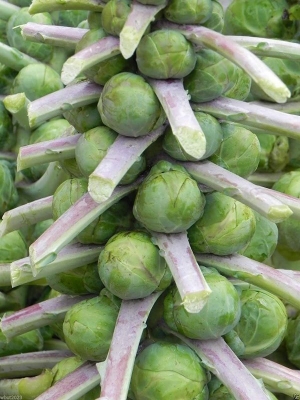 long island brussels sprouts seeds
