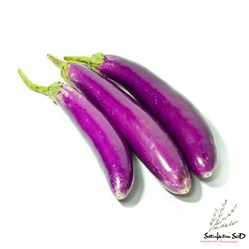 long japanese eggplant seeds