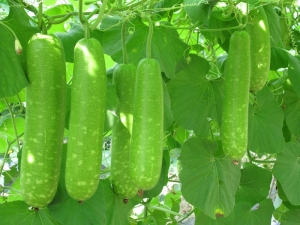 long mottled green gourd seeds