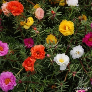 longbloom mix double moss rose seeds