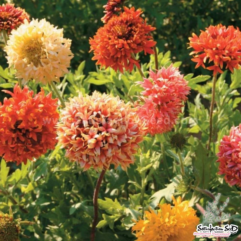 lorenziana double mix gaillardia seeds