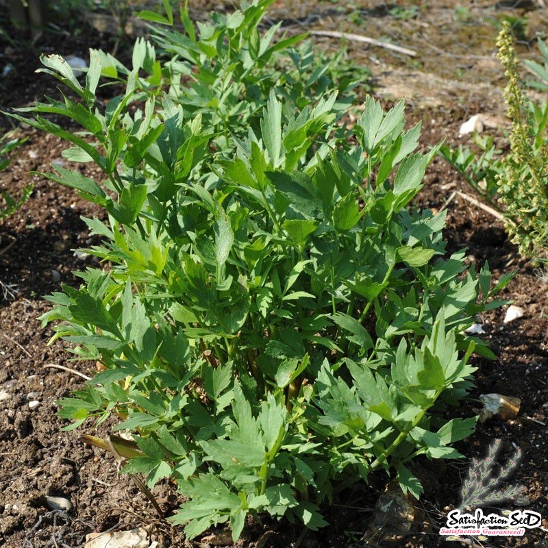 lovage seeds