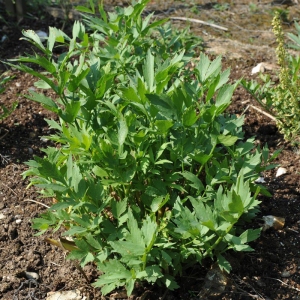 lovage seeds