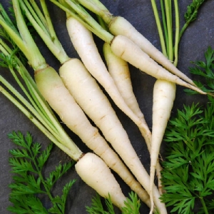 lunar white carrot seeds