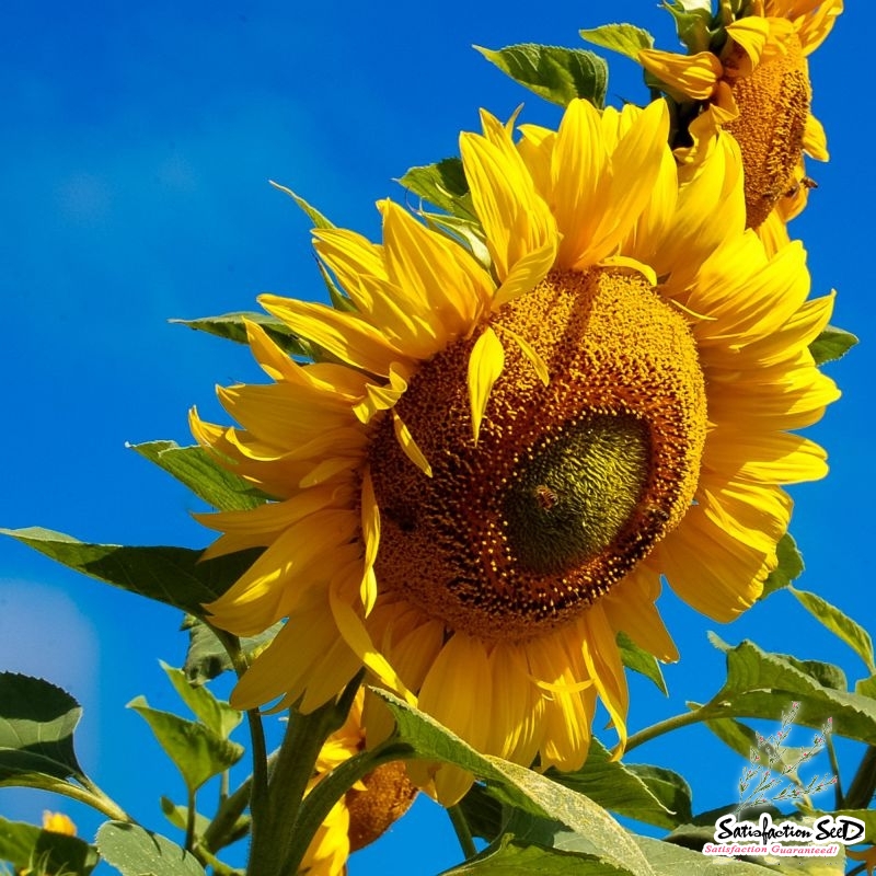 mammoth sunflower seeds