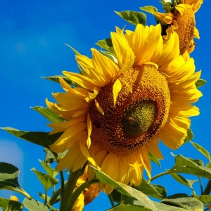 mammoth sunflower seeds