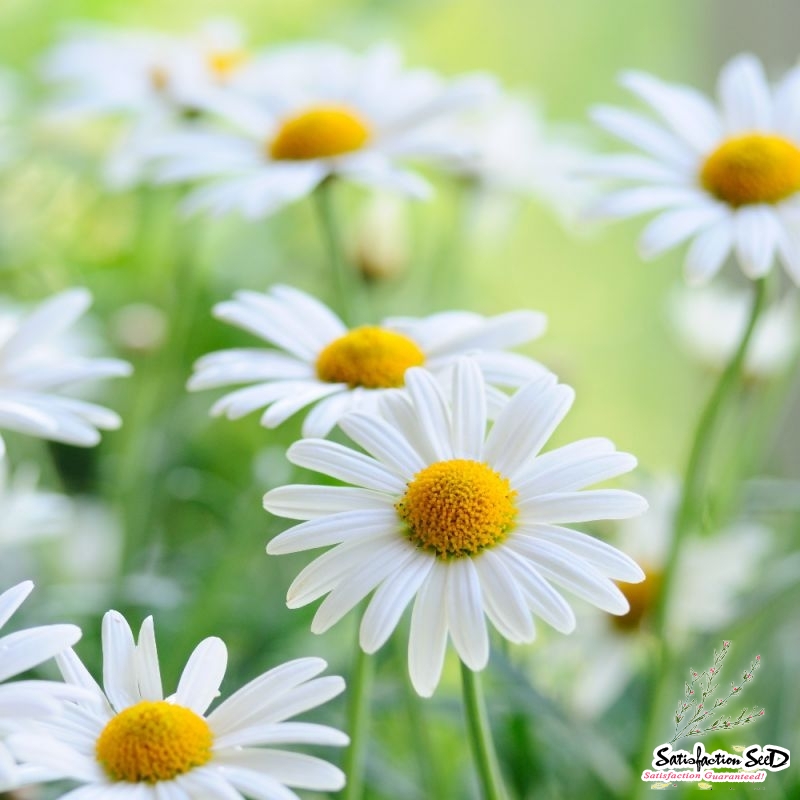 marguerite oxeye daisy seeds