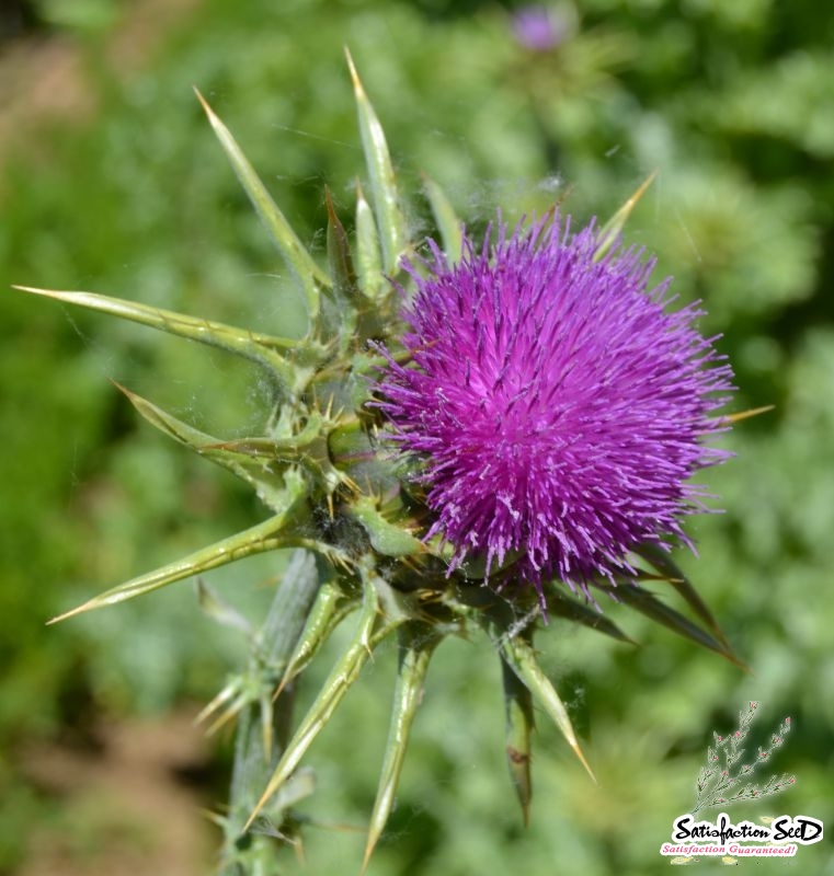 milk thistle seeds