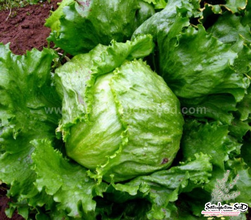 mineto heat resistant lettuce seeds