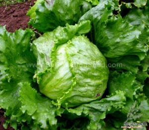 mineto heat resistant lettuce seeds